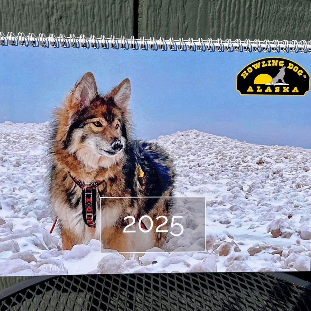 2025 Howling Dog Alaska Wall Calendar