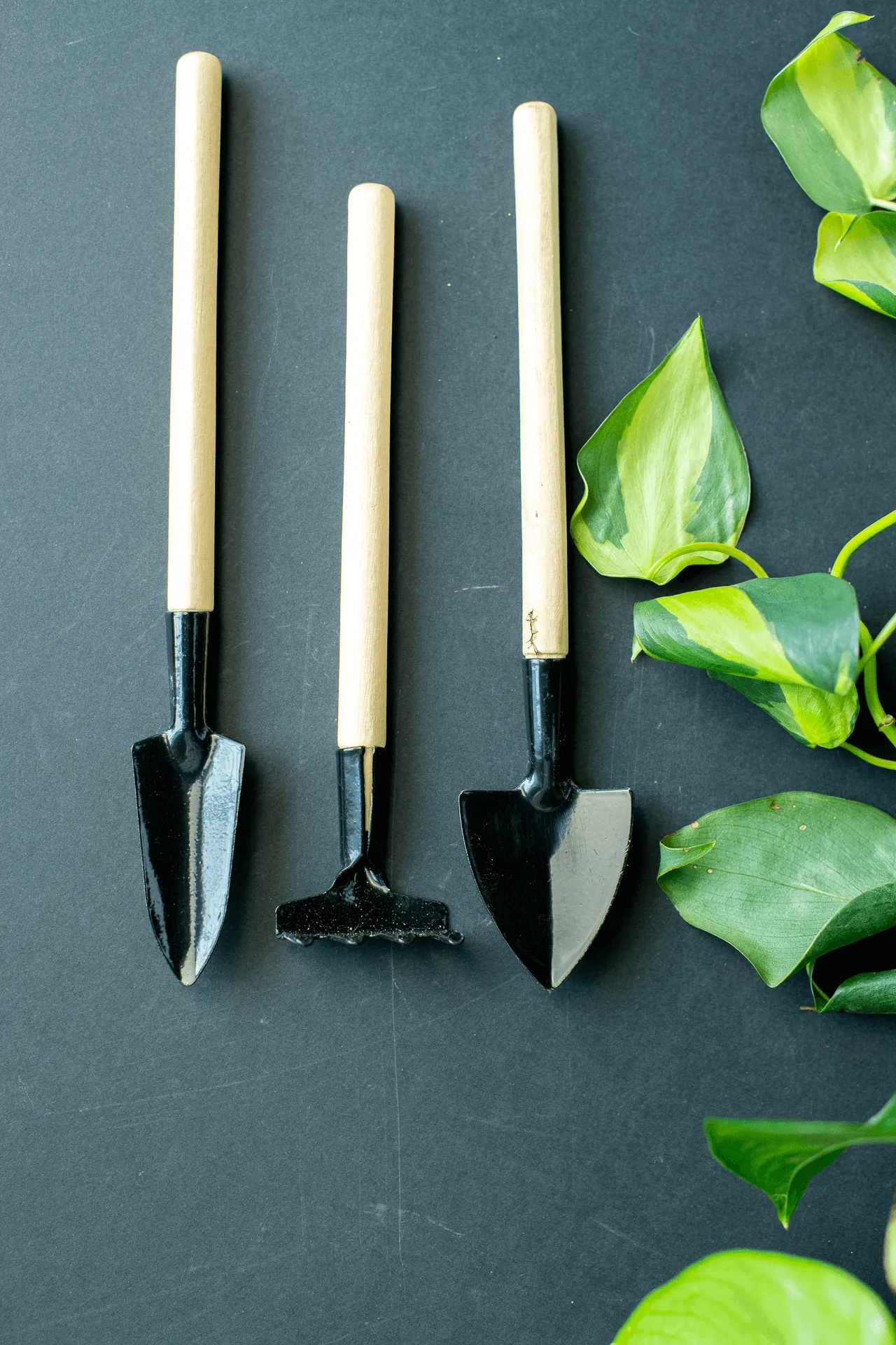 Bamboo Terrarium Tools